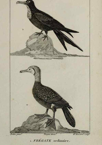 Reproducción/Reproduction 49826403896: Traité d'ornithologie, ou, Tableau méthodique des ordres, sous-ordres, familles, tribus, genres, sous-genres et races d'oiseaux :. Bruxelles :Chez F.G. Levrault ;1831.. 