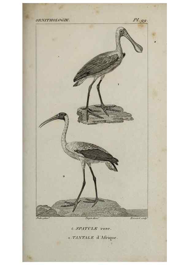 Reproducción/Reproduction 49826396846: Traité d'ornithologie, ou, Tableau méthodique des ordres, sous-ordres, familles, tribus, genres, sous-genres et races d'oiseaux :. Bruxelles :Chez F.G. Levrault ;1831.. 