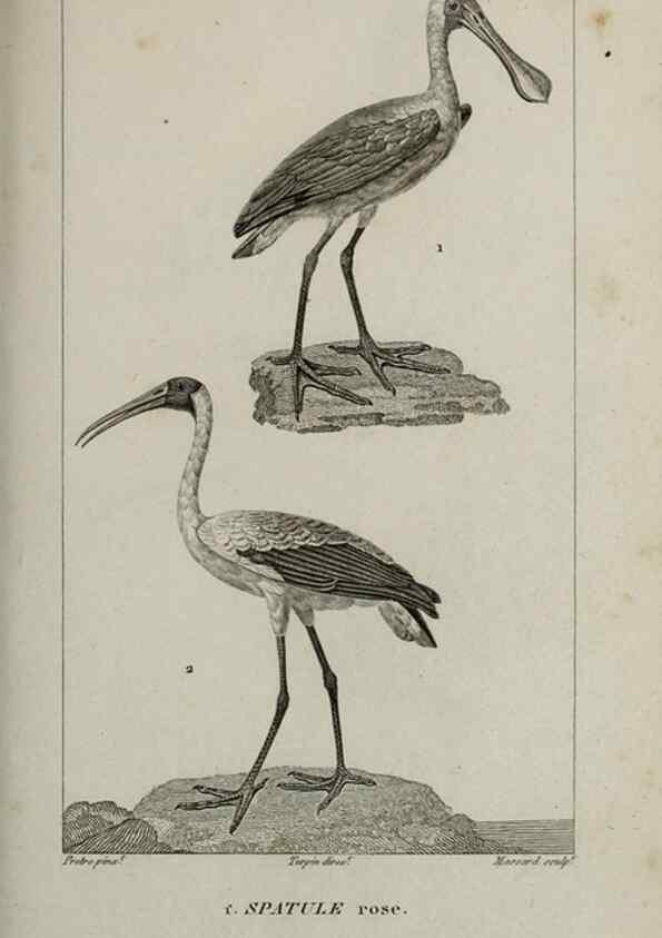 Reproducción/Reproduction 49826396846: Traité d'ornithologie, ou, Tableau méthodique des ordres, sous-ordres, familles, tribus, genres, sous-genres et races d'oiseaux :. Bruxelles :Chez F.G. Levrault ;1831.. 