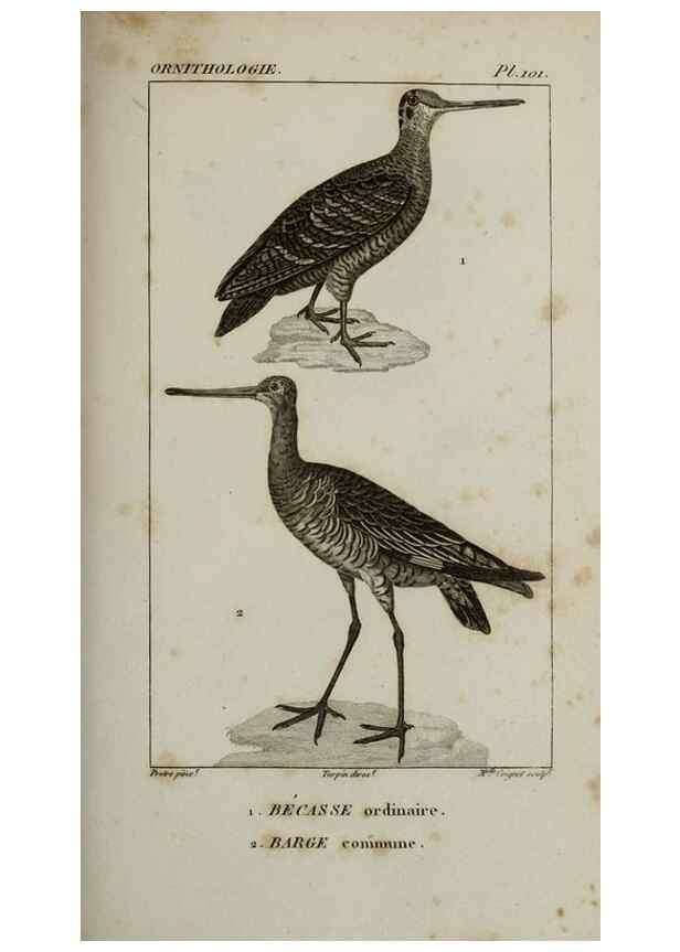 Reproducción/Reproduction 49826714667: Traité d'ornithologie, ou, Tableau méthodique des ordres, sous-ordres, familles, tribus, genres, sous-genres et races d'oiseaux :. Bruxelles :Chez F.G. Levrault ;1831.. 