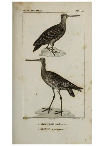 Reproducción/Reproduction 49826714667: Traité d'ornithologie, ou, Tableau méthodique des ordres, sous-ordres, familles, tribus, genres, sous-genres et races d'oiseaux :. Bruxelles :Chez F.G. Levrault ;1831.. 