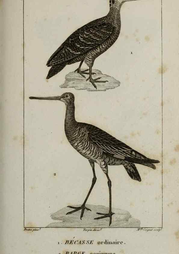 Reproducción/Reproduction 49826714667: Traité d'ornithologie, ou, Tableau méthodique des ordres, sous-ordres, familles, tribus, genres, sous-genres et races d'oiseaux :. Bruxelles :Chez F.G. Levrault ;1831.. 