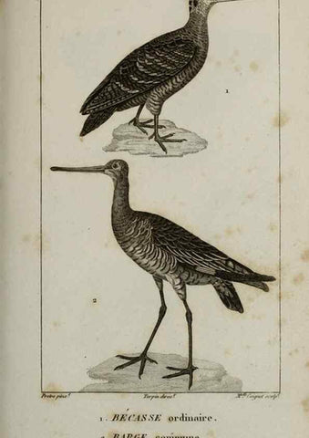 Reproducción/Reproduction 49826714667: Traité d'ornithologie, ou, Tableau méthodique des ordres, sous-ordres, familles, tribus, genres, sous-genres et races d'oiseaux :. Bruxelles :Chez F.G. Levrault ;1831.. 