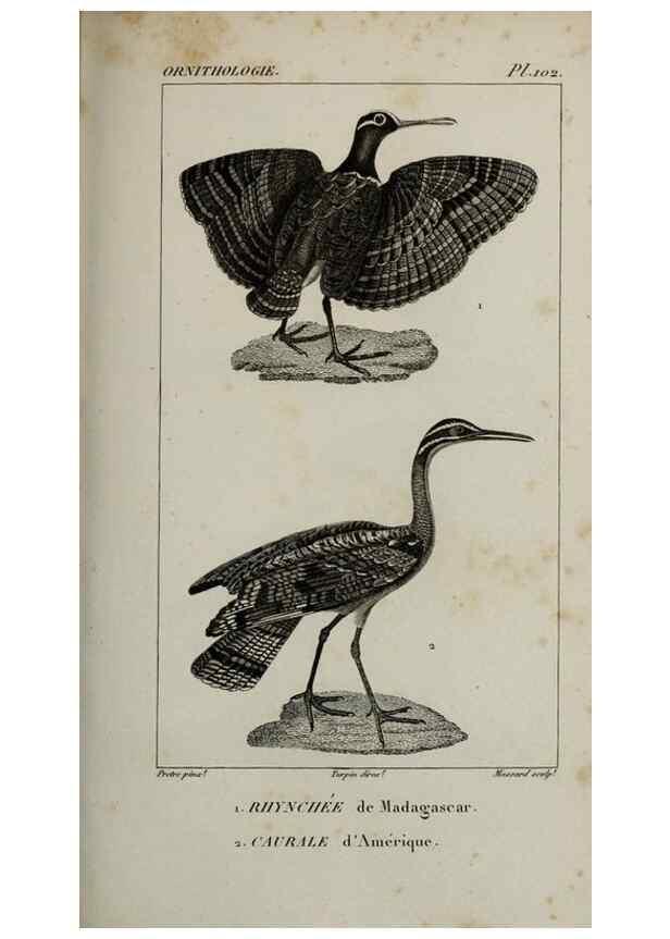 Reproducción/Reproduction 49826715162: Traité d'ornithologie, ou, Tableau méthodique des ordres, sous-ordres, familles, tribus, genres, sous-genres et races d'oiseaux :. Bruxelles :Chez F.G. Levrault ;1831.. 