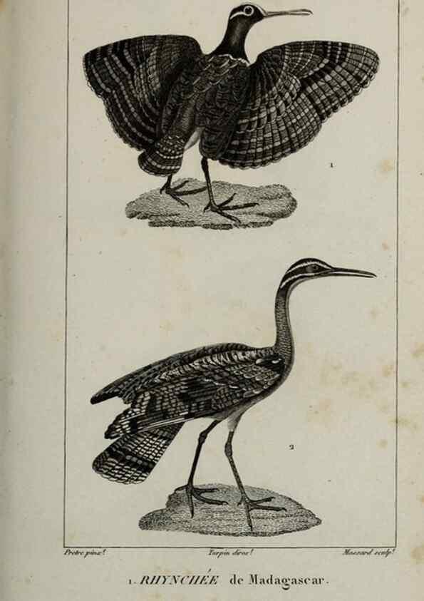 Reproducción/Reproduction 49826715162: Traité d'ornithologie, ou, Tableau méthodique des ordres, sous-ordres, familles, tribus, genres, sous-genres et races d'oiseaux :. Bruxelles :Chez F.G. Levrault ;1831.. 