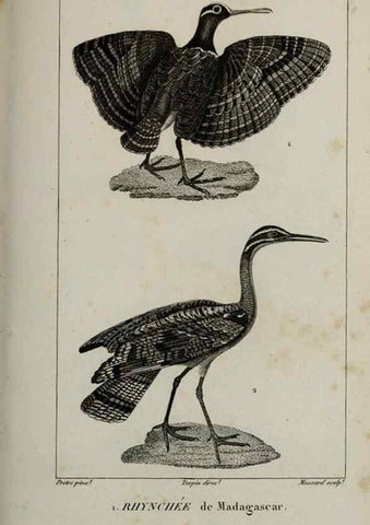 Reproducción/Reproduction 49826715162: Traité d'ornithologie, ou, Tableau méthodique des ordres, sous-ordres, familles, tribus, genres, sous-genres et races d'oiseaux :. Bruxelles :Chez F.G. Levrault ;1831.. 