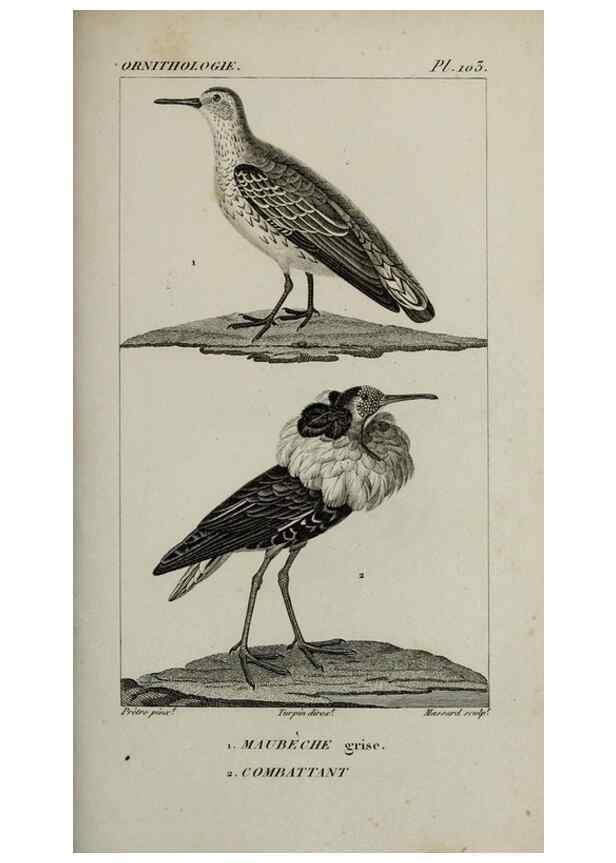Reproducción/Reproduction 49826398406: Traité d'ornithologie, ou, Tableau méthodique des ordres, sous-ordres, familles, tribus, genres, sous-genres et races d'oiseaux :. Bruxelles :Chez F.G. Levrault ;1831.. 