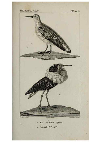 Reproducción/Reproduction 49826398406: Traité d'ornithologie, ou, Tableau méthodique des ordres, sous-ordres, familles, tribus, genres, sous-genres et races d'oiseaux :. Bruxelles :Chez F.G. Levrault ;1831.. 