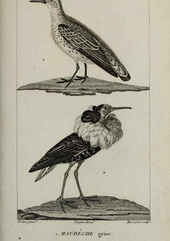 Reproducción/Reproduction 49826398406: Traité d'ornithologie, ou, Tableau méthodique des ordres, sous-ordres, familles, tribus, genres, sous-genres et races d'oiseaux :. Bruxelles :Chez F.G. Levrault ;1831.. 