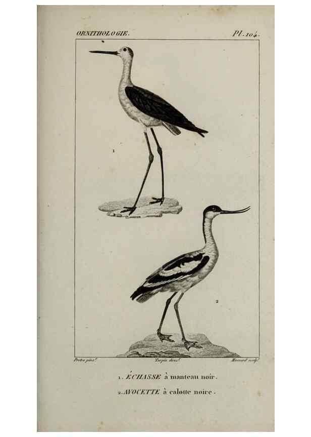 Reproducción/Reproduction 49826715972: Traité d'ornithologie, ou, Tableau méthodique des ordres, sous-ordres, familles, tribus, genres, sous-genres et races d'oiseaux :. Bruxelles :Chez F.G. Levrault ;1831.. 