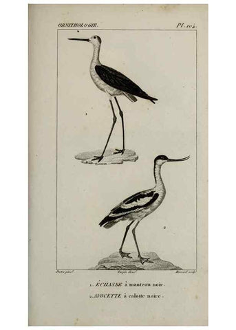 Reproducción/Reproduction 49826715972: Traité d'ornithologie, ou, Tableau méthodique des ordres, sous-ordres, familles, tribus, genres, sous-genres et races d'oiseaux :. Bruxelles :Chez F.G. Levrault ;1831.. 