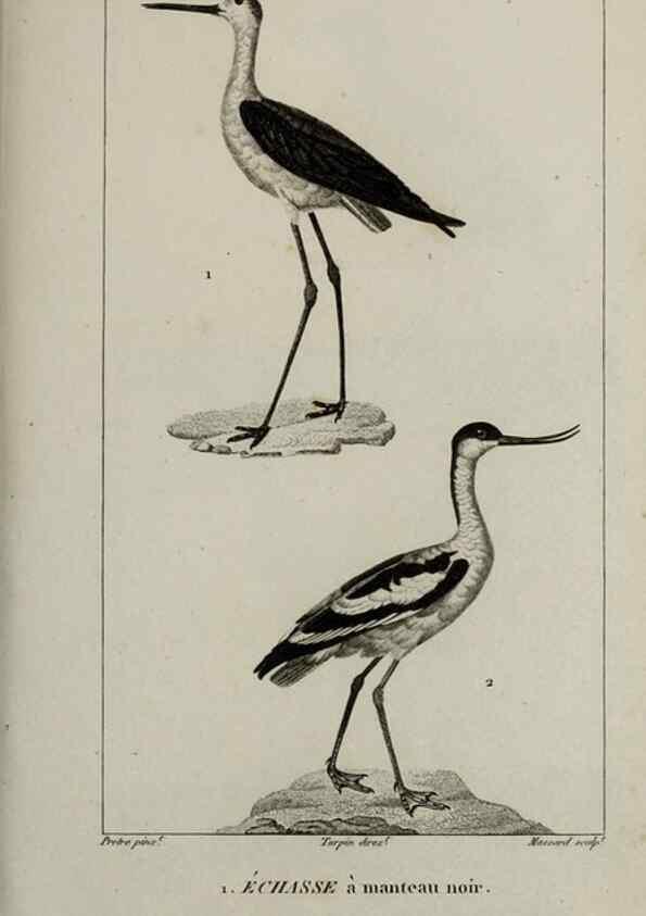 Reproducción/Reproduction 49826715972: Traité d'ornithologie, ou, Tableau méthodique des ordres, sous-ordres, familles, tribus, genres, sous-genres et races d'oiseaux :. Bruxelles :Chez F.G. Levrault ;1831.. 