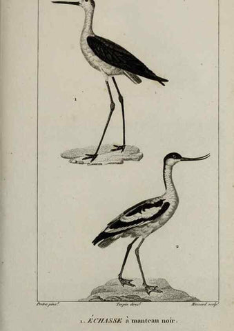 Reproducción/Reproduction 49826715972: Traité d'ornithologie, ou, Tableau méthodique des ordres, sous-ordres, familles, tribus, genres, sous-genres et races d'oiseaux :. Bruxelles :Chez F.G. Levrault ;1831.. 