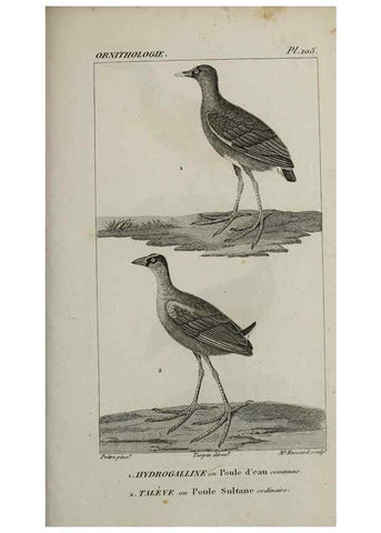 Reproducción/Reproduction 49826399271: Traité d'ornithologie, ou, Tableau méthodique des ordres, sous-ordres, familles, tribus, genres, sous-genres et races d'oiseaux :. Bruxelles :Chez F.G. Levrault ;1831.. 