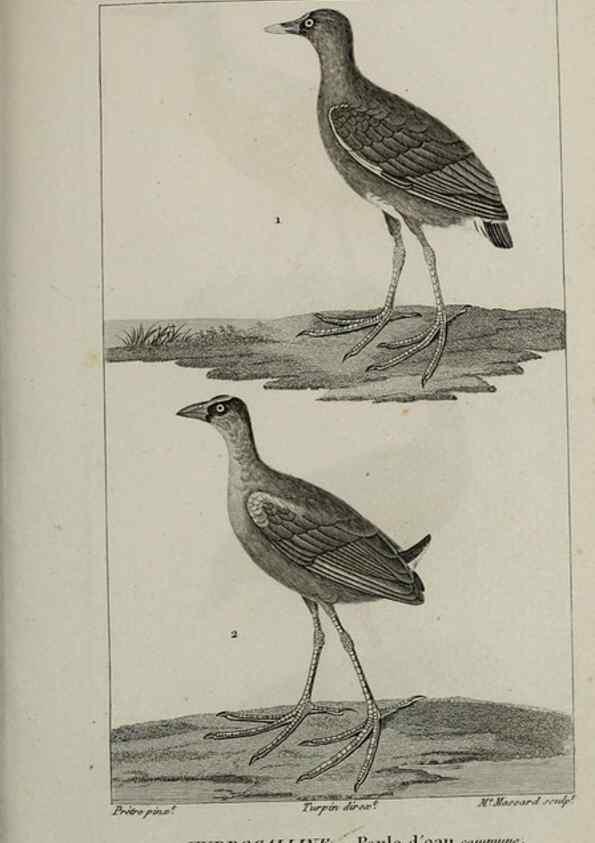Reproducción/Reproduction 49826399271: Traité d'ornithologie, ou, Tableau méthodique des ordres, sous-ordres, familles, tribus, genres, sous-genres et races d'oiseaux :. Bruxelles :Chez F.G. Levrault ;1831.. 
