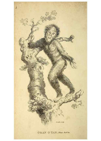 Reproducción/Reproduction 49826399401: General zoology, or Systematic natural history. London,Printed for G. Kearsley,1800-1826.. 