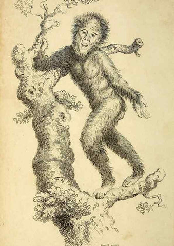 Reproducción/Reproduction 49826399401: General zoology, or Systematic natural history. London,Printed for G. Kearsley,1800-1826.. 