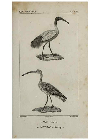Reproducción/Reproduction 49826714387: Traité d'ornithologie, ou, Tableau méthodique des ordres, sous-ordres, familles, tribus, genres, sous-genres et races d'oiseaux :. Bruxelles :Chez F.G. Levrault ;1831.. 