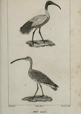 Reproducción/Reproduction 49826714387: Traité d'ornithologie, ou, Tableau méthodique des ordres, sous-ordres, familles, tribus, genres, sous-genres et races d'oiseaux :. Bruxelles :Chez F.G. Levrault ;1831.. 