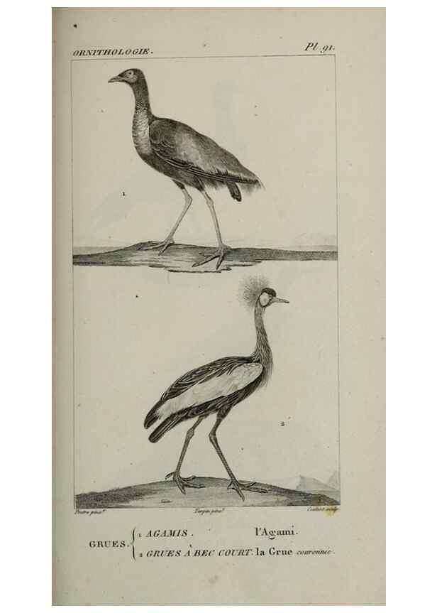 Reproducción/Reproduction 49826710482: Traité d'ornithologie, ou, Tableau méthodique des ordres, sous-ordres, familles, tribus, genres, sous-genres et races d'oiseaux :. Bruxelles :Chez F.G. Levrault ;1831.. 