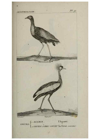 Reproducción/Reproduction 49826710482: Traité d'ornithologie, ou, Tableau méthodique des ordres, sous-ordres, familles, tribus, genres, sous-genres et races d'oiseaux :. Bruxelles :Chez F.G. Levrault ;1831.. 