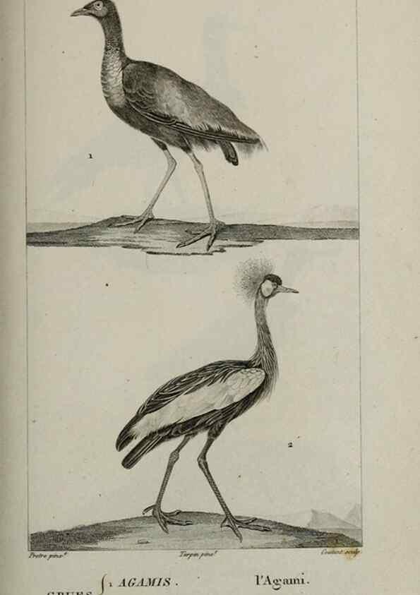 Reproducción/Reproduction 49826710482: Traité d'ornithologie, ou, Tableau méthodique des ordres, sous-ordres, familles, tribus, genres, sous-genres et races d'oiseaux :. Bruxelles :Chez F.G. Levrault ;1831.. 
