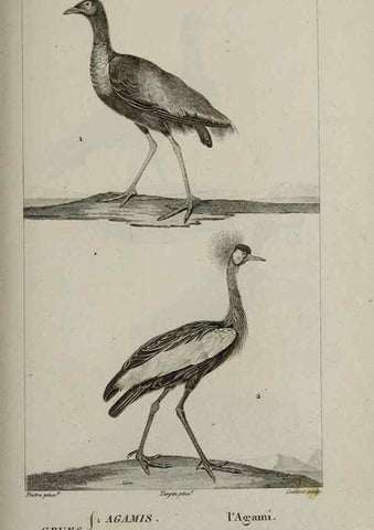 Reproducción/Reproduction 49826710482: Traité d'ornithologie, ou, Tableau méthodique des ordres, sous-ordres, familles, tribus, genres, sous-genres et races d'oiseaux :. Bruxelles :Chez F.G. Levrault ;1831.. 