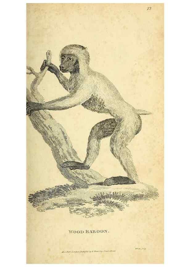 Reproducción/Reproduction 49826720867: General zoology, or Systematic natural history. London,Printed for G. Kearsley,1800-1826.. 