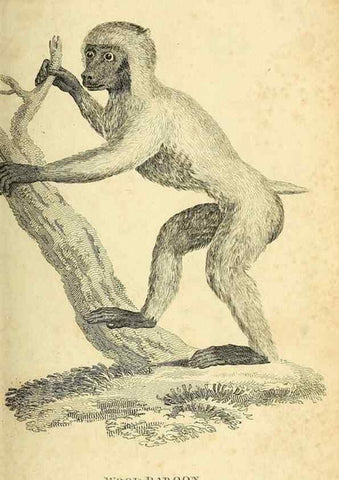 Reproducción/Reproduction 49826720867: General zoology, or Systematic natural history. London,Printed for G. Kearsley,1800-1826.. 