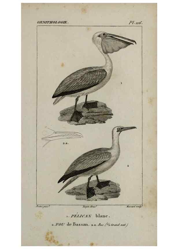Reproducción/Reproduction 49825871023: Traité d'ornithologie, ou, Tableau méthodique des ordres, sous-ordres, familles, tribus, genres, sous-genres et races d'oiseaux :. Bruxelles :Chez F.G. Levrault ;1831.. 