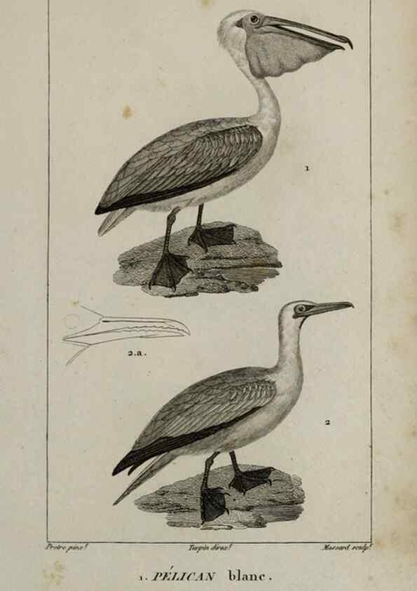 Reproducción/Reproduction 49825871023: Traité d'ornithologie, ou, Tableau méthodique des ordres, sous-ordres, familles, tribus, genres, sous-genres et races d'oiseaux :. Bruxelles :Chez F.G. Levrault ;1831.. 