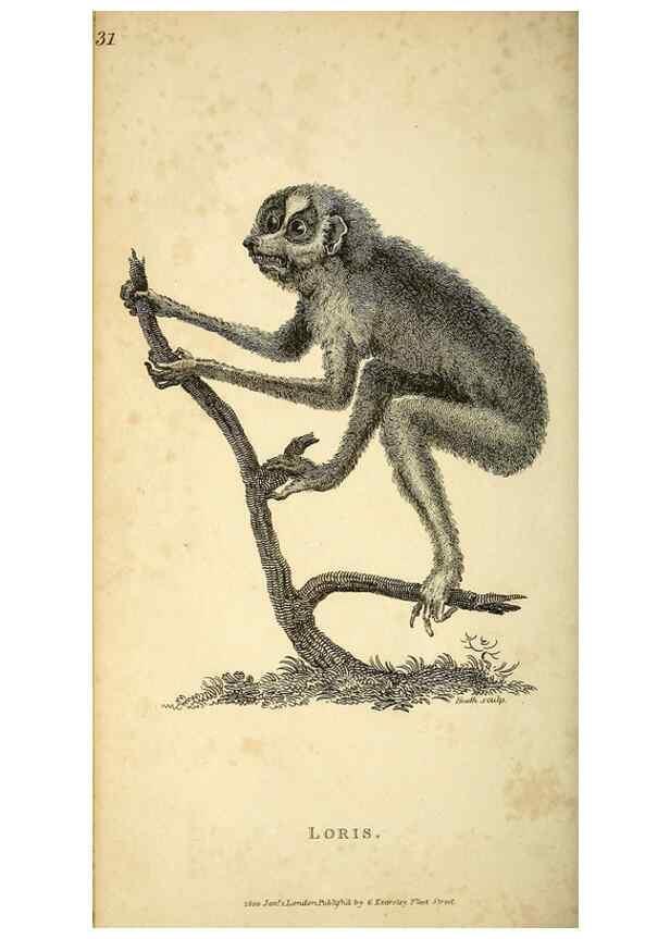 Reproducción/Reproduction 49825877723: General zoology, or Systematic natural history. London,Printed for G. Kearsley,1800-1826.. 