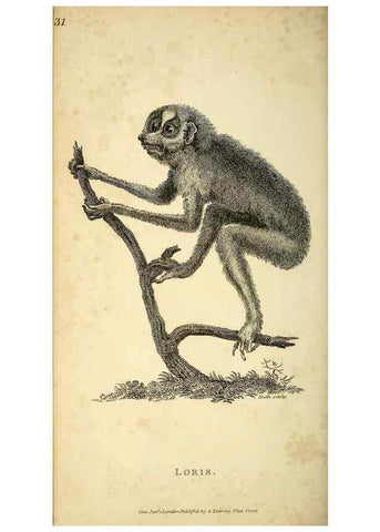 Reproducción/Reproduction 49825877723: General zoology, or Systematic natural history. London,Printed for G. Kearsley,1800-1826.. 