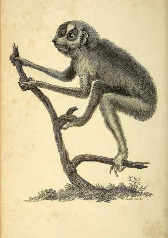 Reproducción/Reproduction 49825877723: General zoology, or Systematic natural history. London,Printed for G. Kearsley,1800-1826.. 