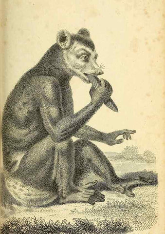Reproducción/Reproduction 49826728087: General zoology, or Systematic natural history. London,Printed for G. Kearsley,1800-1826.. 