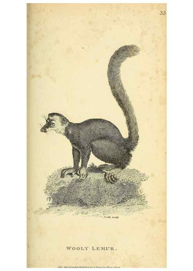 Reproducción/Reproduction 49826412041: General zoology, or Systematic natural history. London,Printed for G. Kearsley,1800-1826.. 