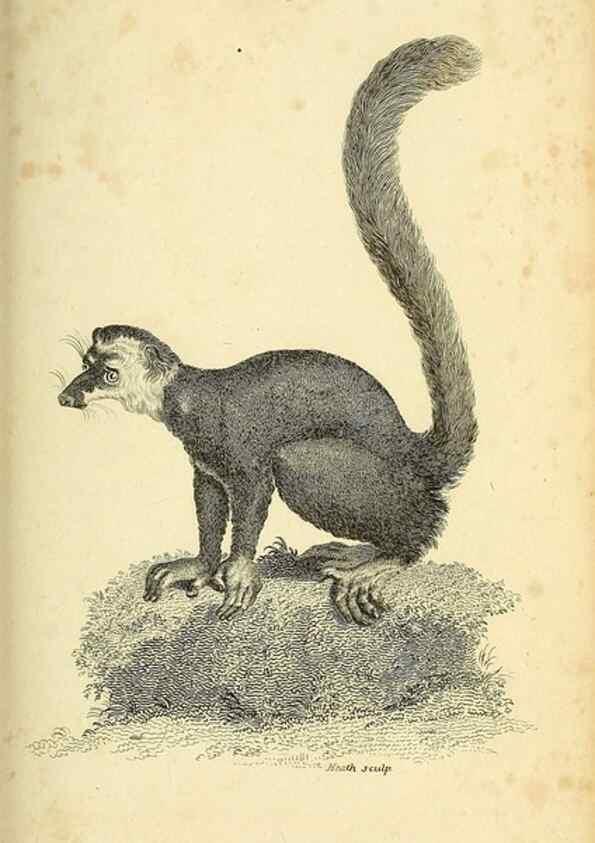 Reproducción/Reproduction 49826412041: General zoology, or Systematic natural history. London,Printed for G. Kearsley,1800-1826.. 