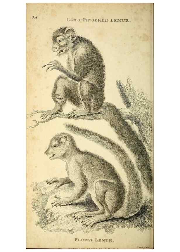 Reproducción/Reproduction 49825878718: General zoology, or Systematic natural history. London,Printed for G. Kearsley,1800-1826.. 