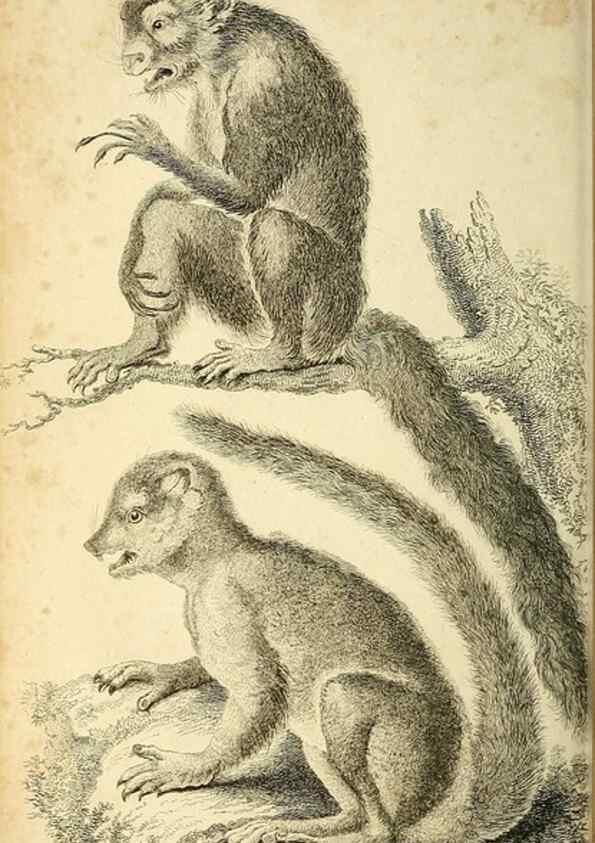 Reproducción/Reproduction 49825878718: General zoology, or Systematic natural history. London,Printed for G. Kearsley,1800-1826.. 