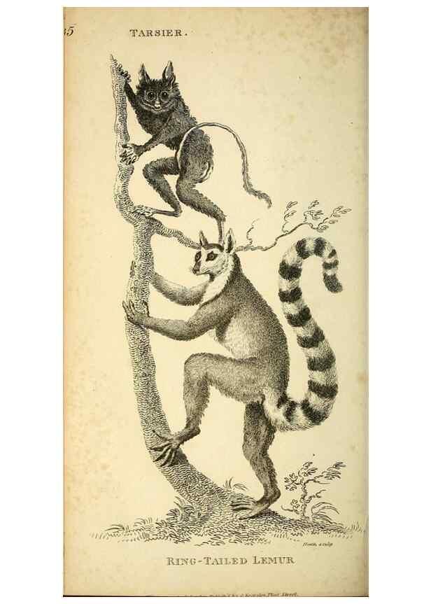 Reproducción/Reproduction 49825879088: General zoology, or Systematic natural history. London,Printed for G. Kearsley,1800-1826.. 