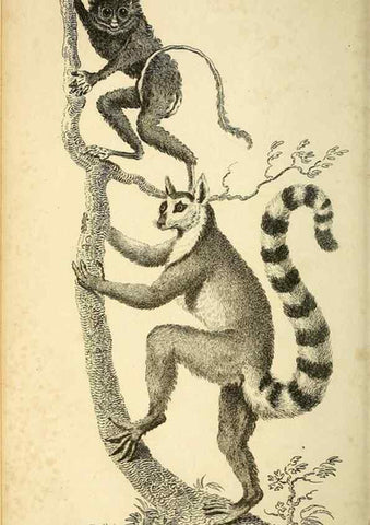 Reproducción/Reproduction 49825879088: General zoology, or Systematic natural history. London,Printed for G. Kearsley,1800-1826.. 