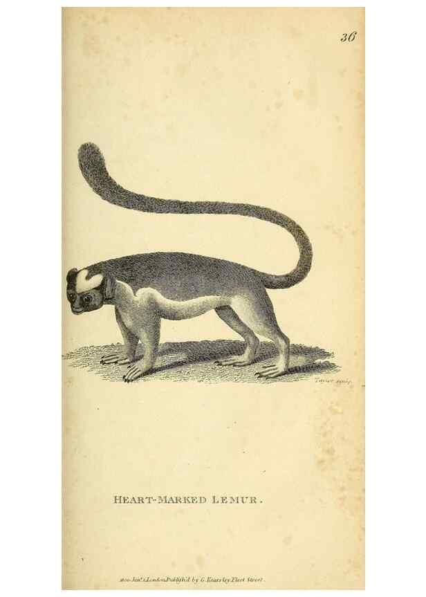 Reproducción/Reproduction 49826729647: General zoology, or Systematic natural history. London,Printed for G. Kearsley,1800-1826.. 