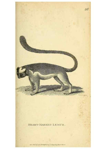 Reproducción/Reproduction 49826729647: General zoology, or Systematic natural history. London,Printed for G. Kearsley,1800-1826.. 