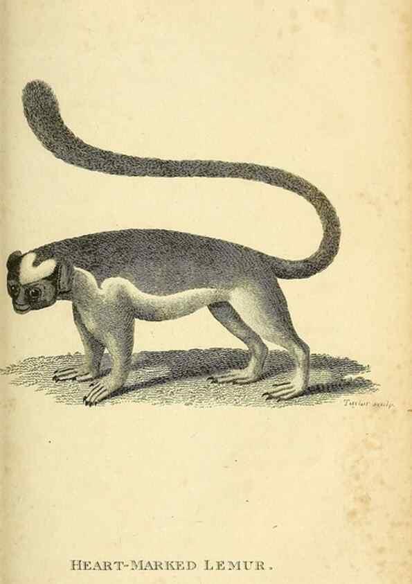 Reproducción/Reproduction 49826729647: General zoology, or Systematic natural history. London,Printed for G. Kearsley,1800-1826.. 