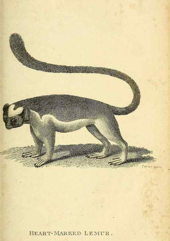 Reproducción/Reproduction 49826729647: General zoology, or Systematic natural history. London,Printed for G. Kearsley,1800-1826.. 