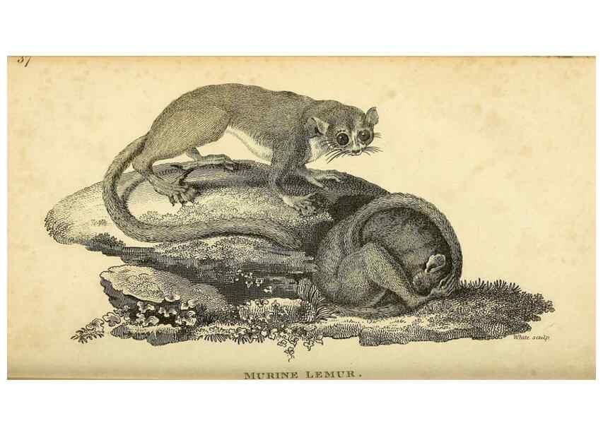Reproducción/Reproduction 49826413656: General zoology, or Systematic natural history. London,Printed for G. Kearsley,1800-1826.. 