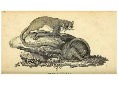 Reproducción/Reproduction 49826413656: General zoology, or Systematic natural history. London,Printed for G. Kearsley,1800-1826.. 