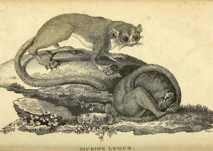 Reproducción/Reproduction 49826413656: General zoology, or Systematic natural history. London,Printed for G. Kearsley,1800-1826.. 