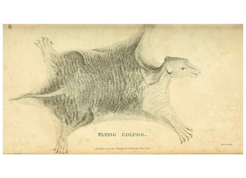 Reproducción/Reproduction 49825880473: General zoology, or Systematic natural history. London,Printed for G. Kearsley,1800-1826.. 