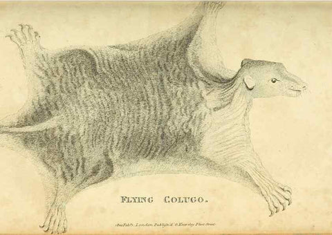 Reproducción/Reproduction 49825880473: General zoology, or Systematic natural history. London,Printed for G. Kearsley,1800-1826.. 